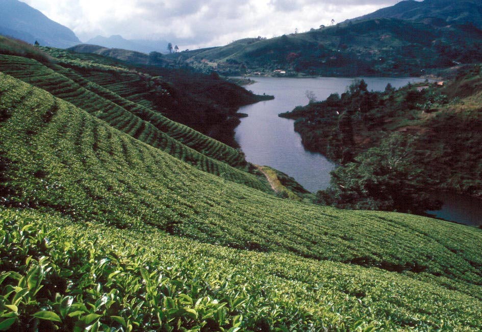 Tea Plantations in Sri Lanka