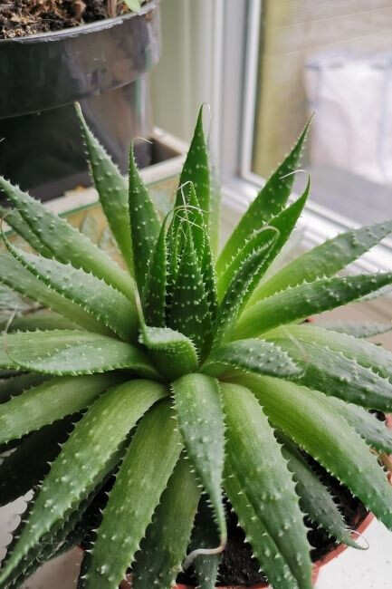 Benefits of eating outlet aloe vera in morning