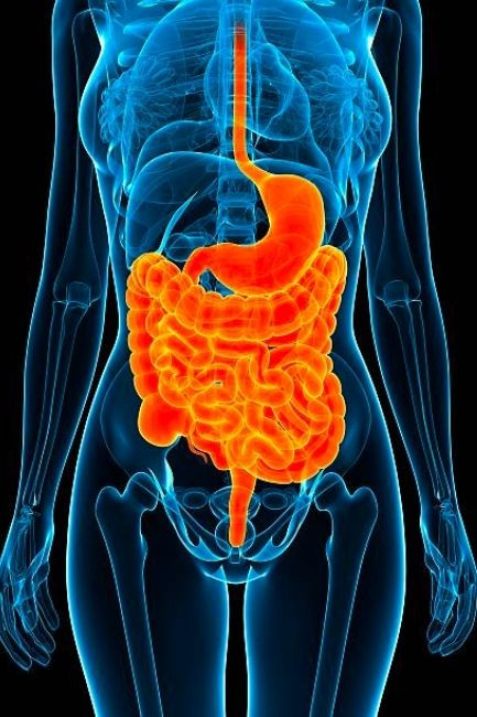 Overall infographic of the Gut.