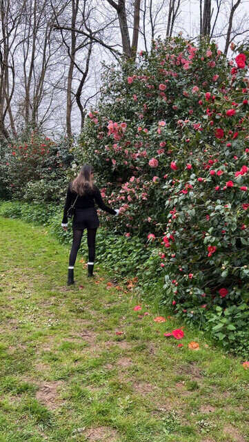 Descanso Gardens - The #Chanel camellia is blooming 🌼 Synonymous with the  CHANEL brand, #Camellia japonica #AlbaPlena was said to be Coco Chanel's  favorite #flower. Loved for its minimalist, stately beauty, you