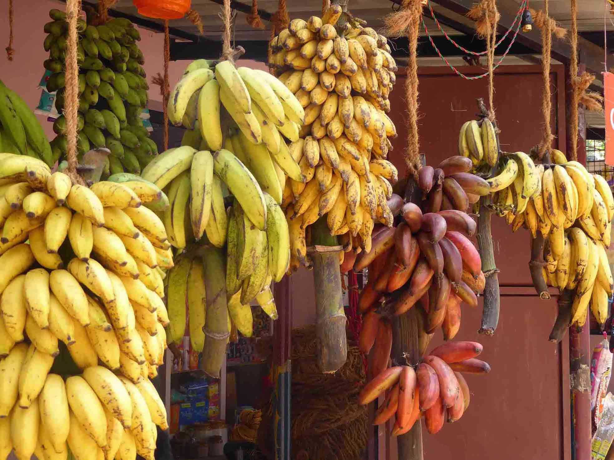 Types Of Banana